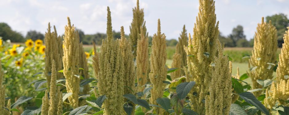 Amaranth und Sonnenblumen auf dem Versuchsfeld Grötzingen