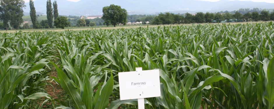 Blick auf die Versuchsfläche Körnermais