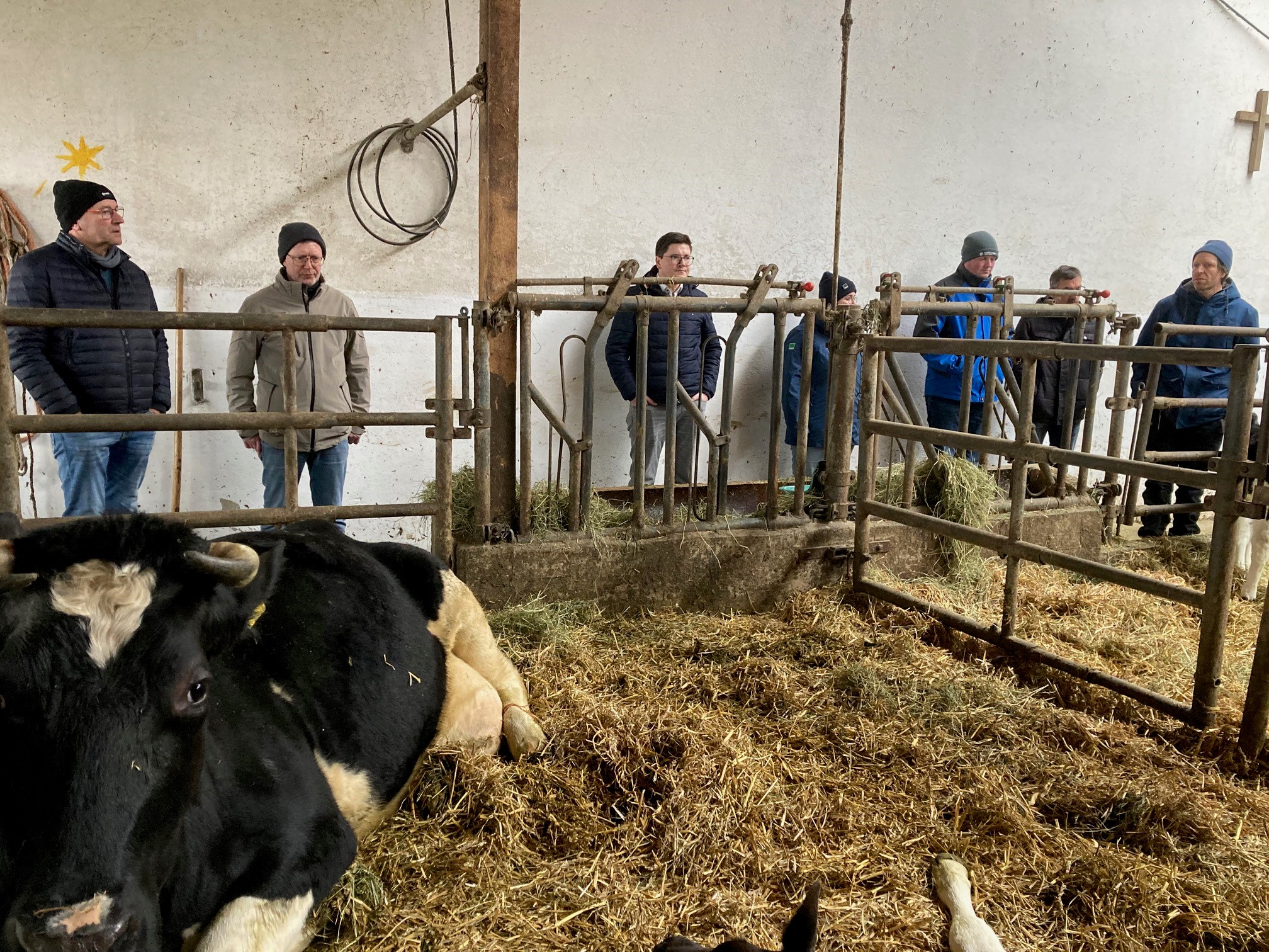 Schwarzweiße Kuh mit Hörnern im Stall liegend, Personengruppe im Hintergrund