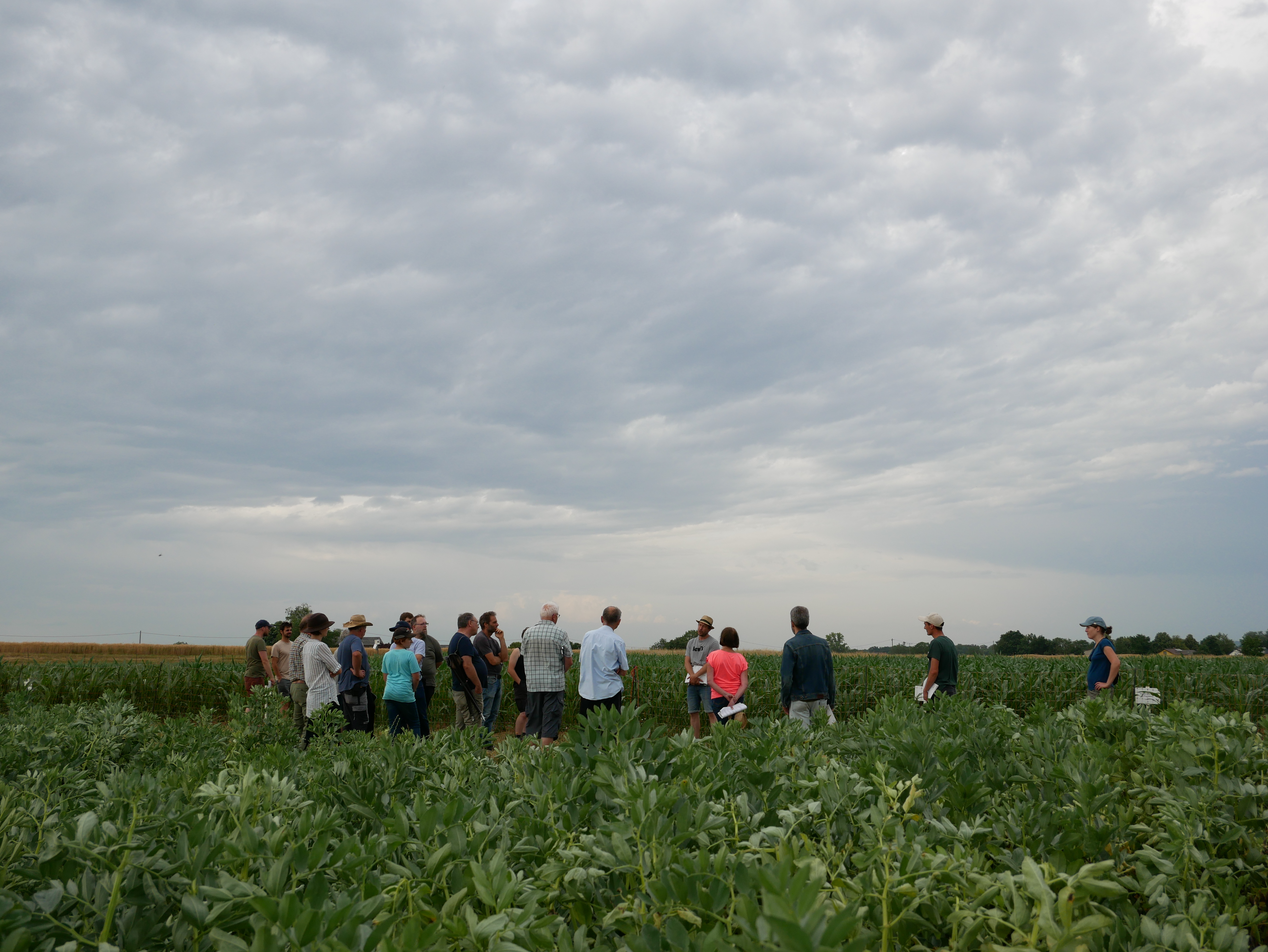 Die Teilnehmenden stehen hinter Parzellen mit Ackerbohnen