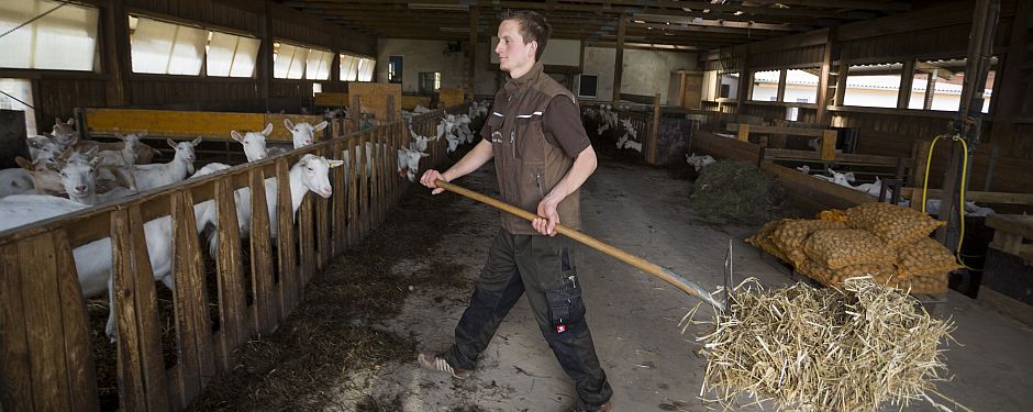 Junger Landwirt streut die Ziegen mit stroh ein.