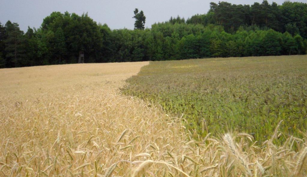 Feld mit Roggen & Emmer