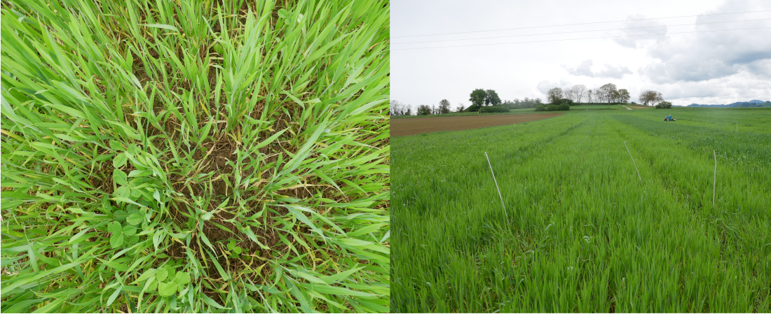 Variante Mulchsaat Nah-und Fernaufnahme