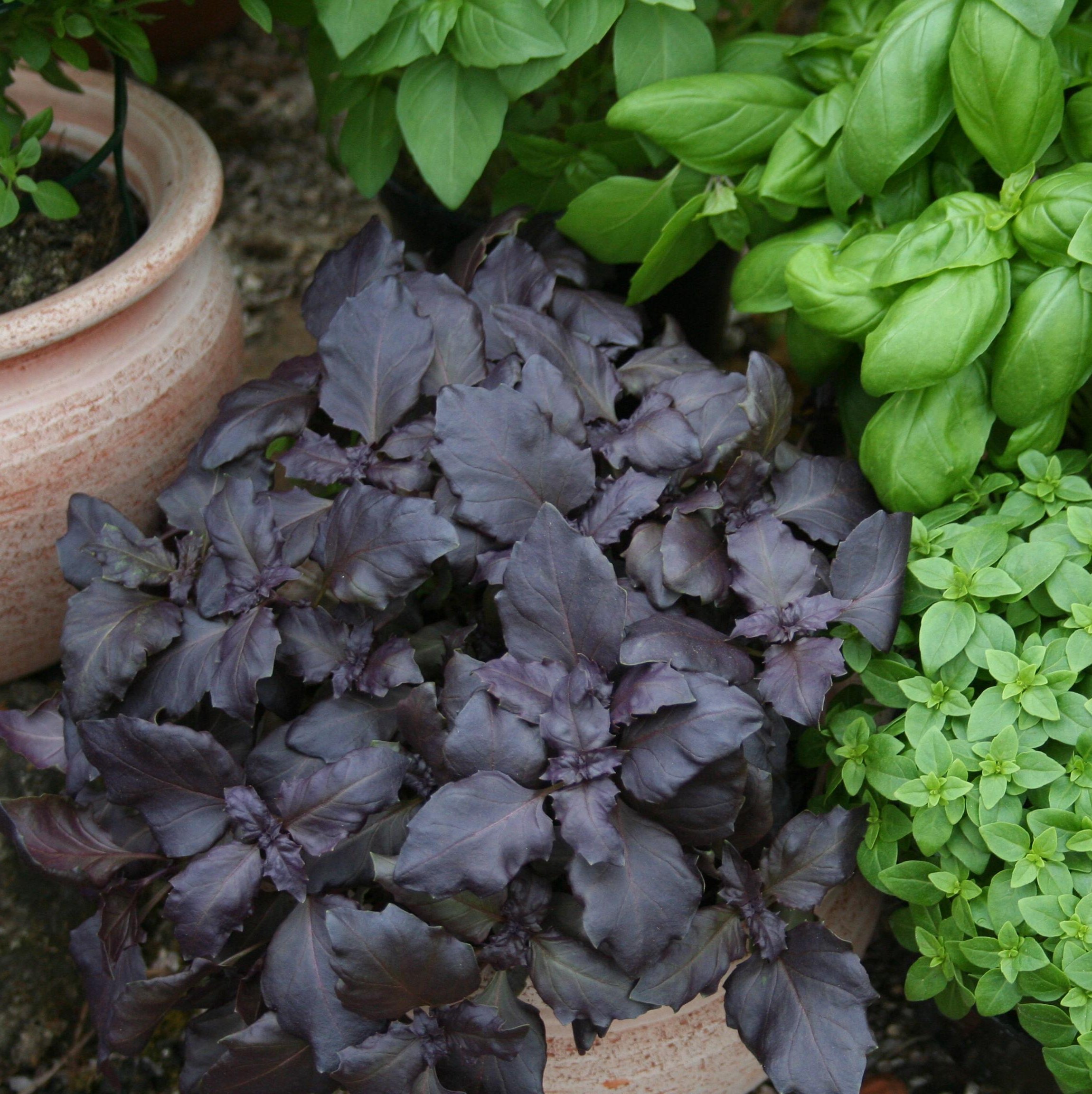 Basilikum ist vielseitig: Typ Genoveser, kleinblättriger Typ ’Bubikopf’ und rotblättrige Sorte im Vergleich    