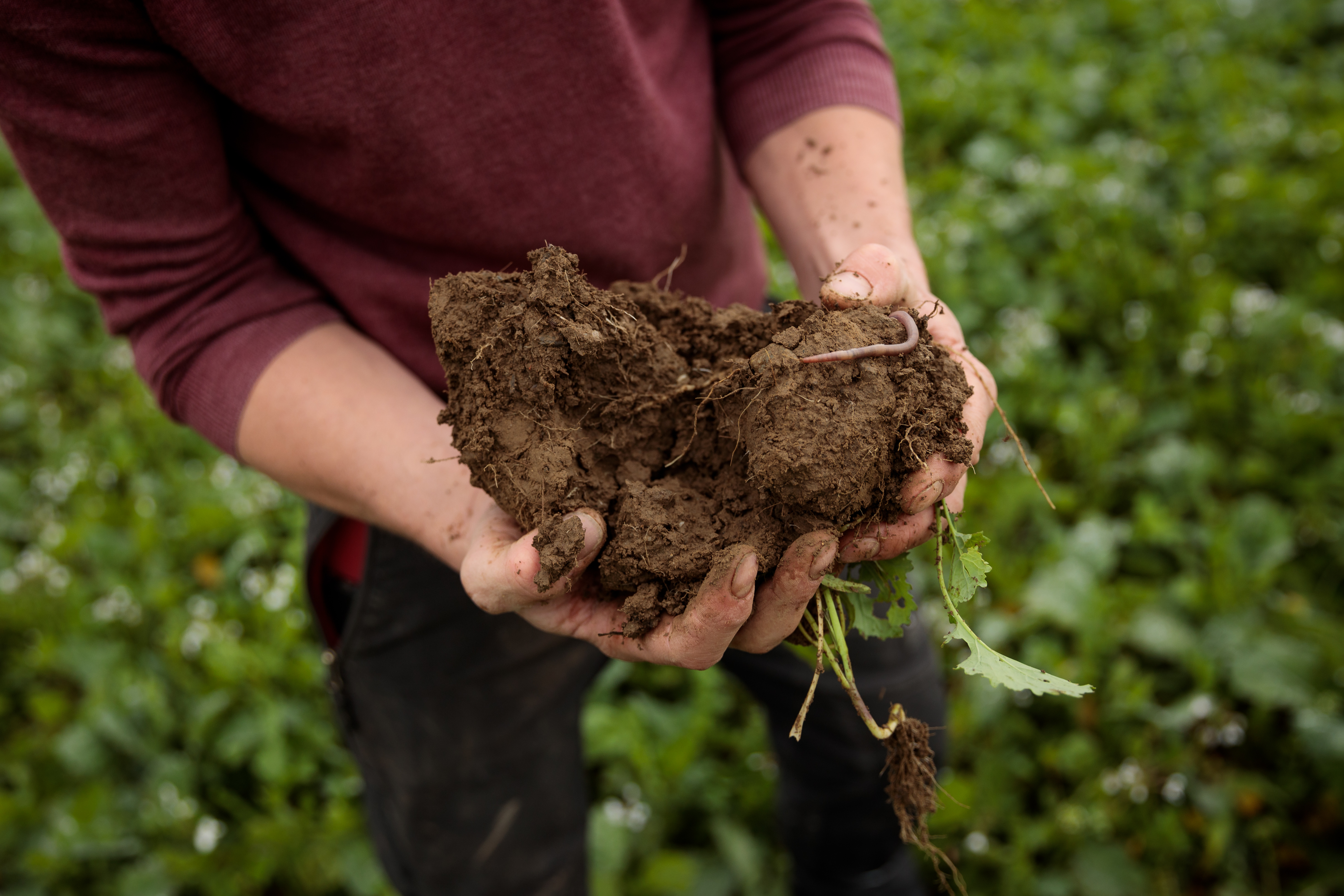Hände halten Erde auf Acker