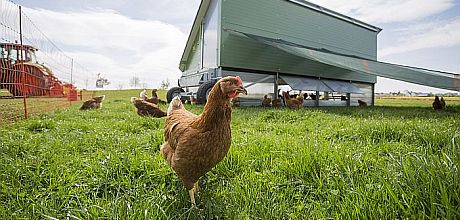 Biohuhn vor Mobilstall
