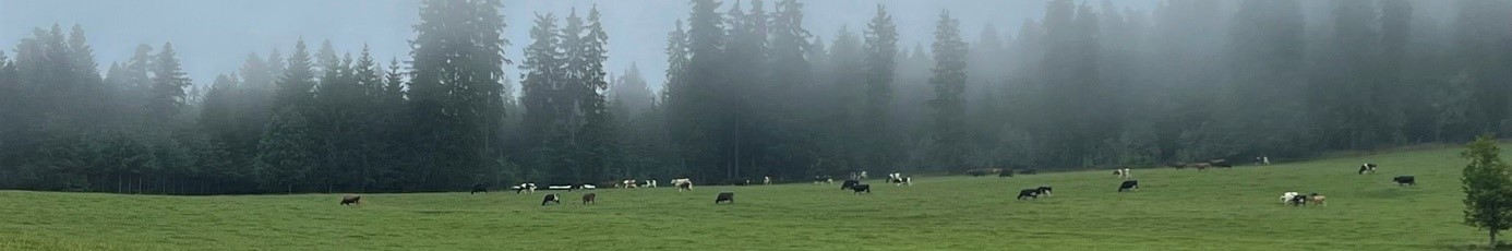 Schwarz-Weiße Kühe auf grüner Wiese vor nebelverhangenem Wald