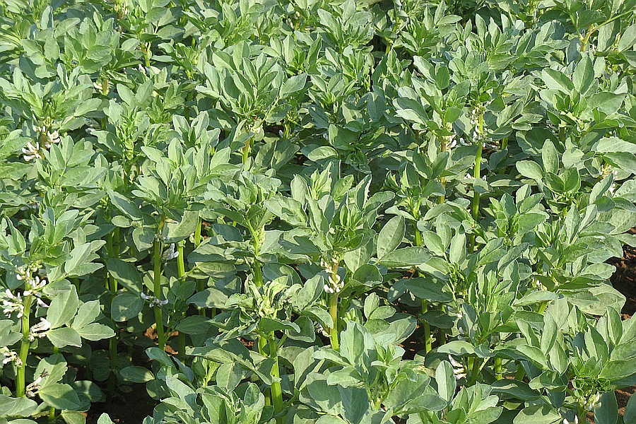 Blühendes Ackerbohnenferld