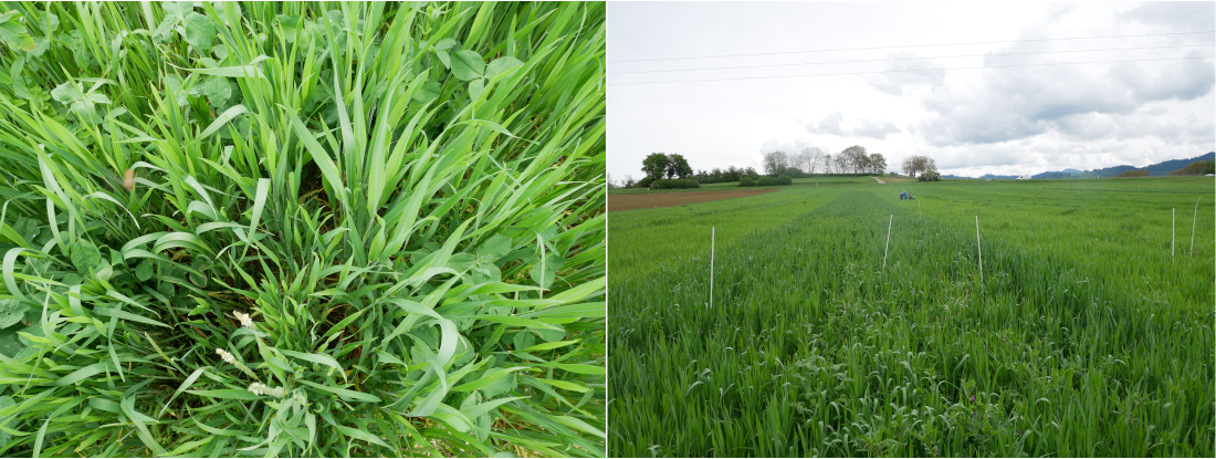 Variante Direktsaat Nah-und Fernaufnahme