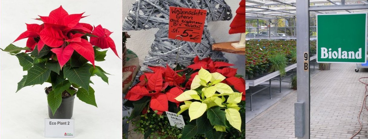 Drei zusammengesetzte Bilder; klassischer roter Weihnachtstern, verschiedenfarbige Weihnachtssterne und Gewächshaus mit Bioland-Weihnachtssterne