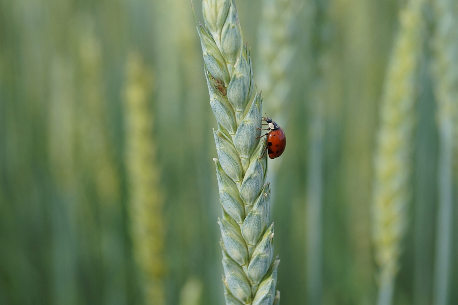 Weizenähre mit Marienkäfer