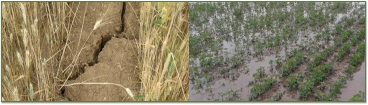 zu tocken  oder zu nasser Acker